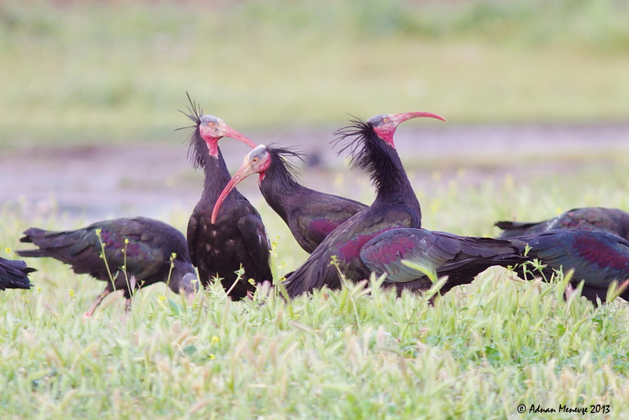 Northern Bald Ibis
